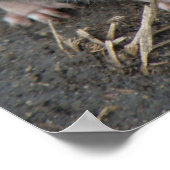 ヤングワイルドラットプリント ポスター (角)