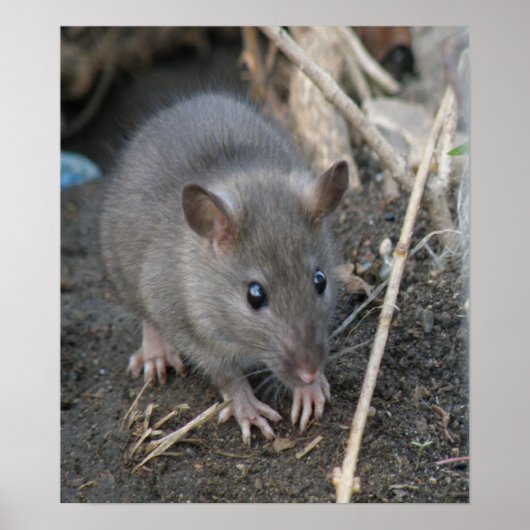 ヤングワイルドラットプリント ポスター (正面)