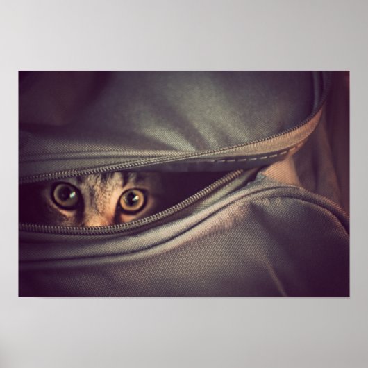 ヤング虎猫子猫 ポスター (正面)