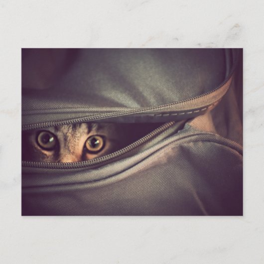 ヤング虎猫子猫 ポストカード (正面)