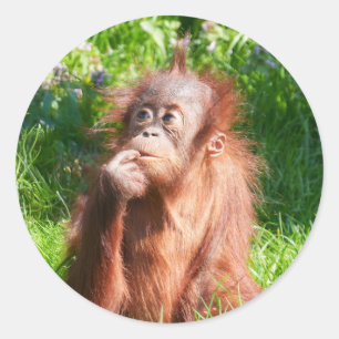 ヤング・オランウタン深い考えイン ラウンドシール