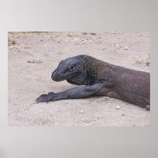 ヤング・ドラゴン ポスター (正面)