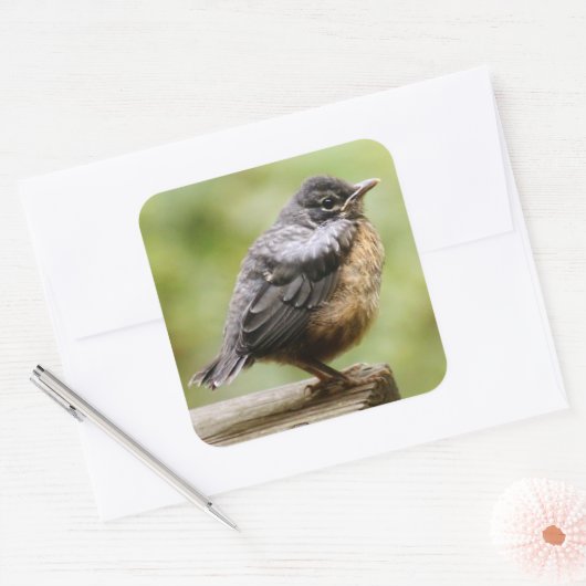 ヤング・ロビン スクエアシール (封筒)