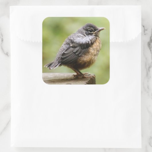 ヤング・ロビン スクエアシール (バッグ)