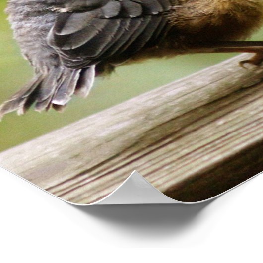 ヤング・ロビン ポスター (角)