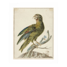 ヤン・ウェニクスによる《インコ》(1670 - 1719)