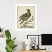 ヤン・ウェニクスによる《インコ》(1670 - 1719) ポスター (ホームオフィス)