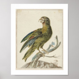 ヤン・ウェニクスによる《インコ》(1670 - 1719) ポスター