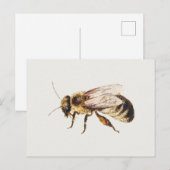 ヤン・ファン・ケッセルによる『9匹の昆虫の習作集』より Bee ポストカード (正面/裏面)