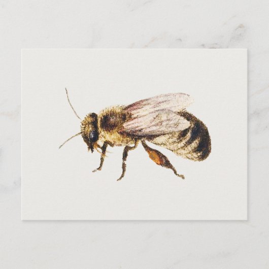 ヤン・ファン・ケッセルによる『9匹の昆虫の習作集』より Bee ポストカード (正面)
