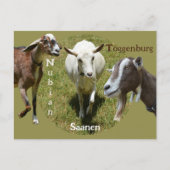 ヤートブリーズNubianサセントゲンブルク写真 ポストカード (正面)