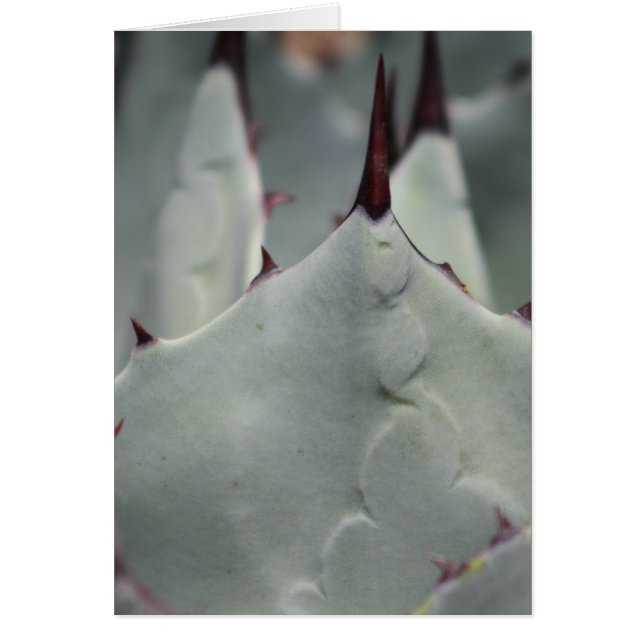 ヤードからのサボテン (正面)