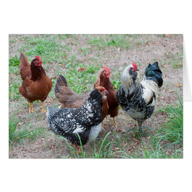 ヤードの鶏 (正面横)