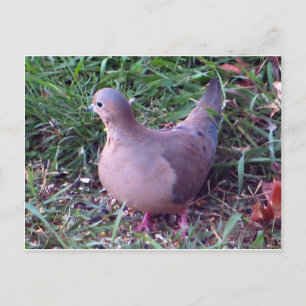 ヤード鳩1 ポストカード