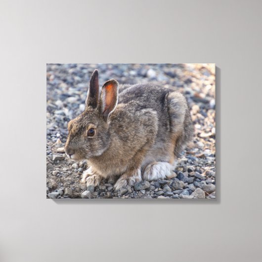 ユキウサギの写真 キャンバスプリント (正面)