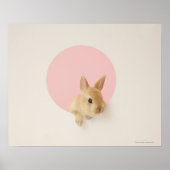 ユキノシタ3 ポスター (正面)