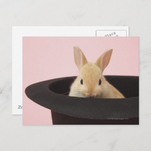 ユキノシタ ポストカード (正面/裏面)