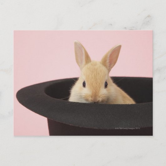 ユキノシタ ポストカード (正面)