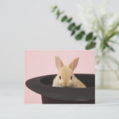 ユキノシタ ポストカード (スタンド正面)