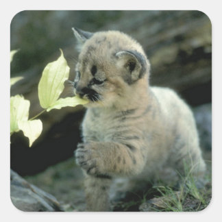 ユキヒョウかわいい子 スクエアシール