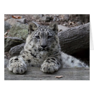 ユキヒョウのカブスのモデル