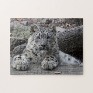 ユキヒョウのカブスのモデル ジグソーパズル