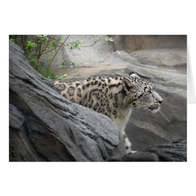ユキヒョウのカード (正面横)