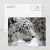 ユキヒョウのプロファイルポートレート ポストカード (正面/裏面)