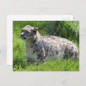 ユキヒョウの美しい写真 ポストカード (正面/裏面)