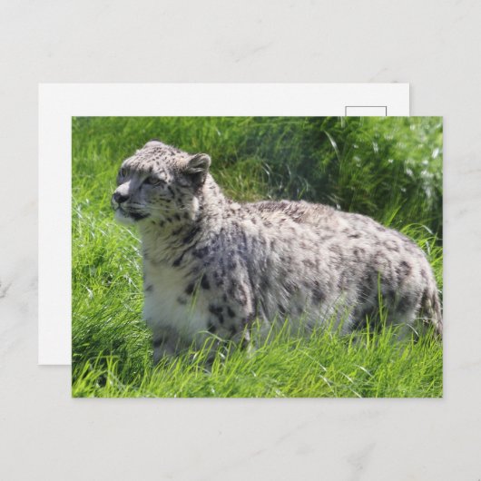 ユキヒョウの美しい写真 ポストカード (正面/裏面)