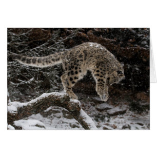 ユキヒョウカブスは急襲します