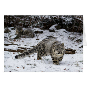 ユキヒョウカブス