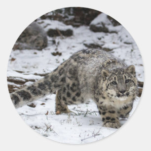 ユキヒョウカブス ラウンドシール