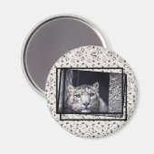 ユキヒョウ写真 マグネット (正面/裏面)