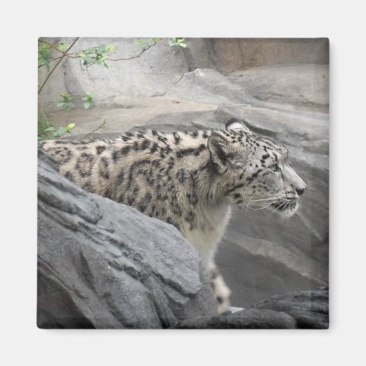 ユキヒョウ磁石 マグネット (正面)