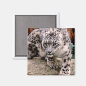 ユキヒョウ磁石 マグネット (正面/裏面)