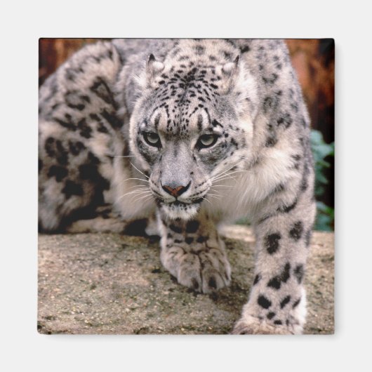 ユキヒョウ磁石 マグネット (正面)