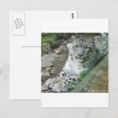 ユキヒョウ1 ポストカード (正面/裏面)