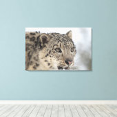 ユキヒョウ（ウンシアウンシア） キャンバスプリント (インサイチュ (ウッドフロア))