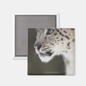 ユキヒョウ（ウンシアウンシア） マグネット (正面/裏面)