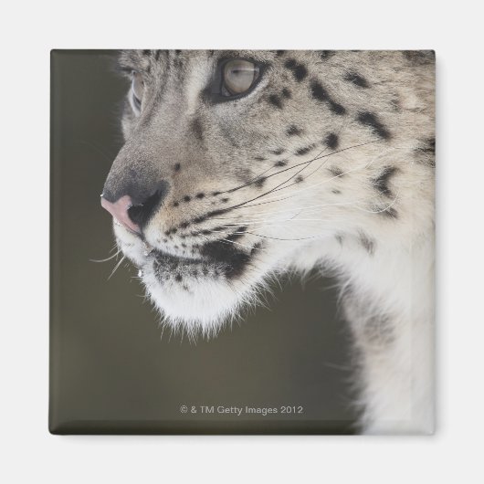 ユキヒョウ（ウンシアウンシア） マグネット (正面)