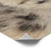 ユキヒョウ(ウンシアウンシア) 2 ポスター (角)