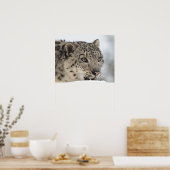 ユキヒョウ(ウンシアウンシア) 2 ポスター (キッチン)