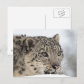 ユキヒョウ（ウンシアウンシア） 2 ポストカード (正面/裏面)