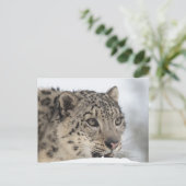 ユキヒョウ（ウンシアウンシア） 2 ポストカード (スタンド正面)