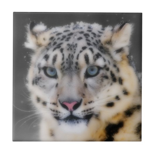 ユキヒョウ タイル (正面)
