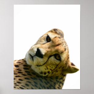 ユキヒョウ・チータ野生のジャングル動物の写真 ポスター