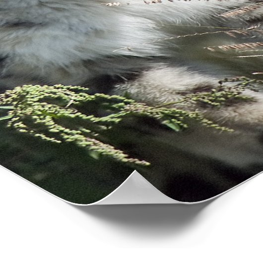 ユキヒョウ ポスター (角)