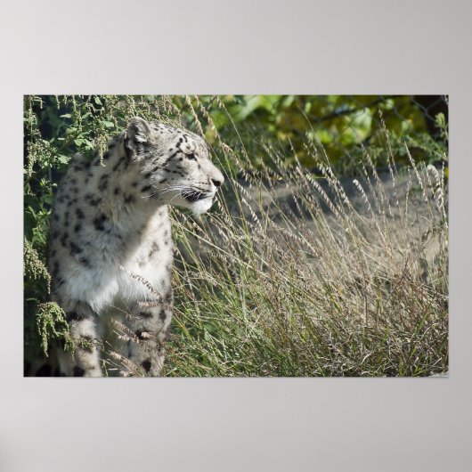 ユキヒョウ ポスター (正面)