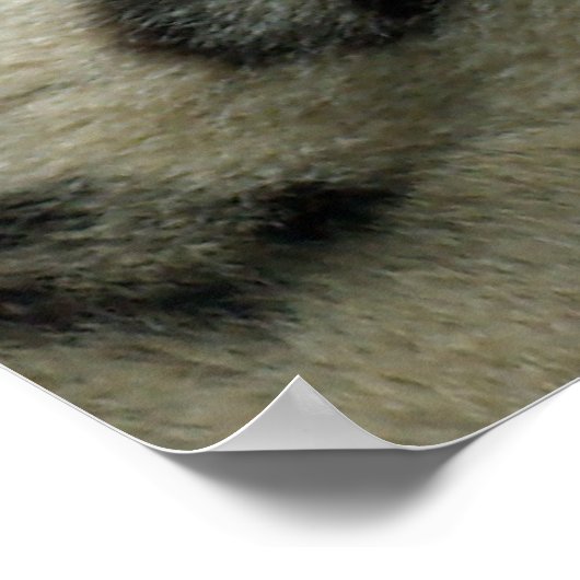 ユキヒョウ ポスター (角)